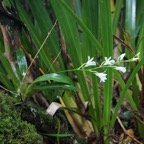 Beclardia macrostachya -2.jpg