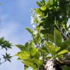 Beclardia macrostachya sur Bois de cabri blanc.jpg