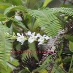 Beclardia macrostachya.jpg