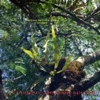 Belvisia spicata- Polypodiacee - I.jpg