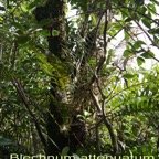 Blechnum attenuatum - Blechnacee - I.jpg