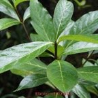 Bois d'Osto - Antirhea borbonica - Rubiacee - Masc.jpg