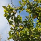 Bois de cabri blanc- Antidesma madagascariense- Euphorbiacee - I.jpg