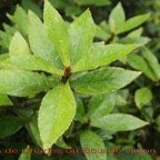 Bois de Charles ou Bois de violon - Acalypha integrifolia - Euphorbiacee - B.jpg