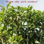 Bois de joli coeur - Pittosporum senacia - Pittosporacee - I.jpg