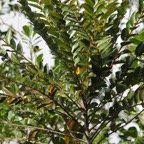 Bois de Negresse - Phyllanthus phyllireifolius - Phyllanthacee - Masc.jpg