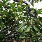 Bois de perroquet - Cordemoya integrifolia - Euphorbiacee - I.jpg