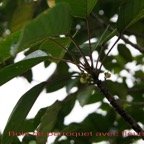 Bois de perroquet- Inflorescences.jpg