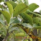 Bois de piment - Geniostoma borbonicum.jpg