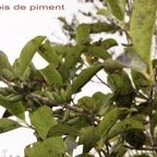 Bois de piment.jpg
