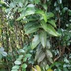 Bois de pomme a grandes feuilles - Syzygium cordemoyi - Myrtacee - B.jpg