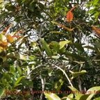 Bois de pomme a grandes feuilles.jpg