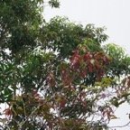 Bois de pomme rouge et Bois de rempart.jpg