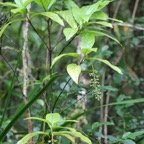 Bois de raisin - Bertiera borbonica       - Rubiacee - B.jpg