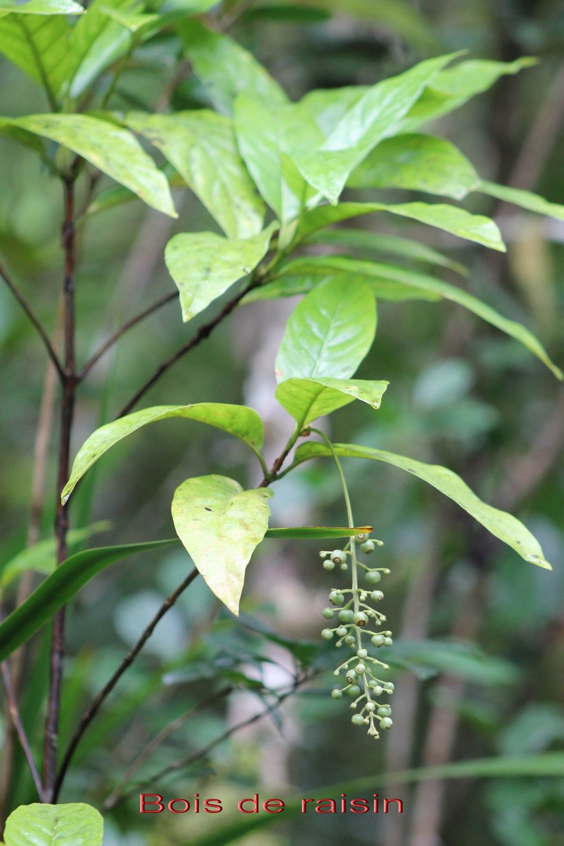 Bois de raisin.jpg