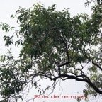 Bois de rempart - Agarista salicifolia - Ericacee - I.jpg