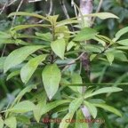 Bois de savon - Badula grammistica -B.jpg