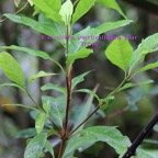 Bois maigre - Nuxia verticillata - Stilbacee - Masc.jpg