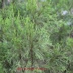 Branle filao - Erica arborescens - Ericacee - B.jpg