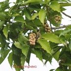 Champac- Michelia champaca - Magnoliacee- exo.jpg