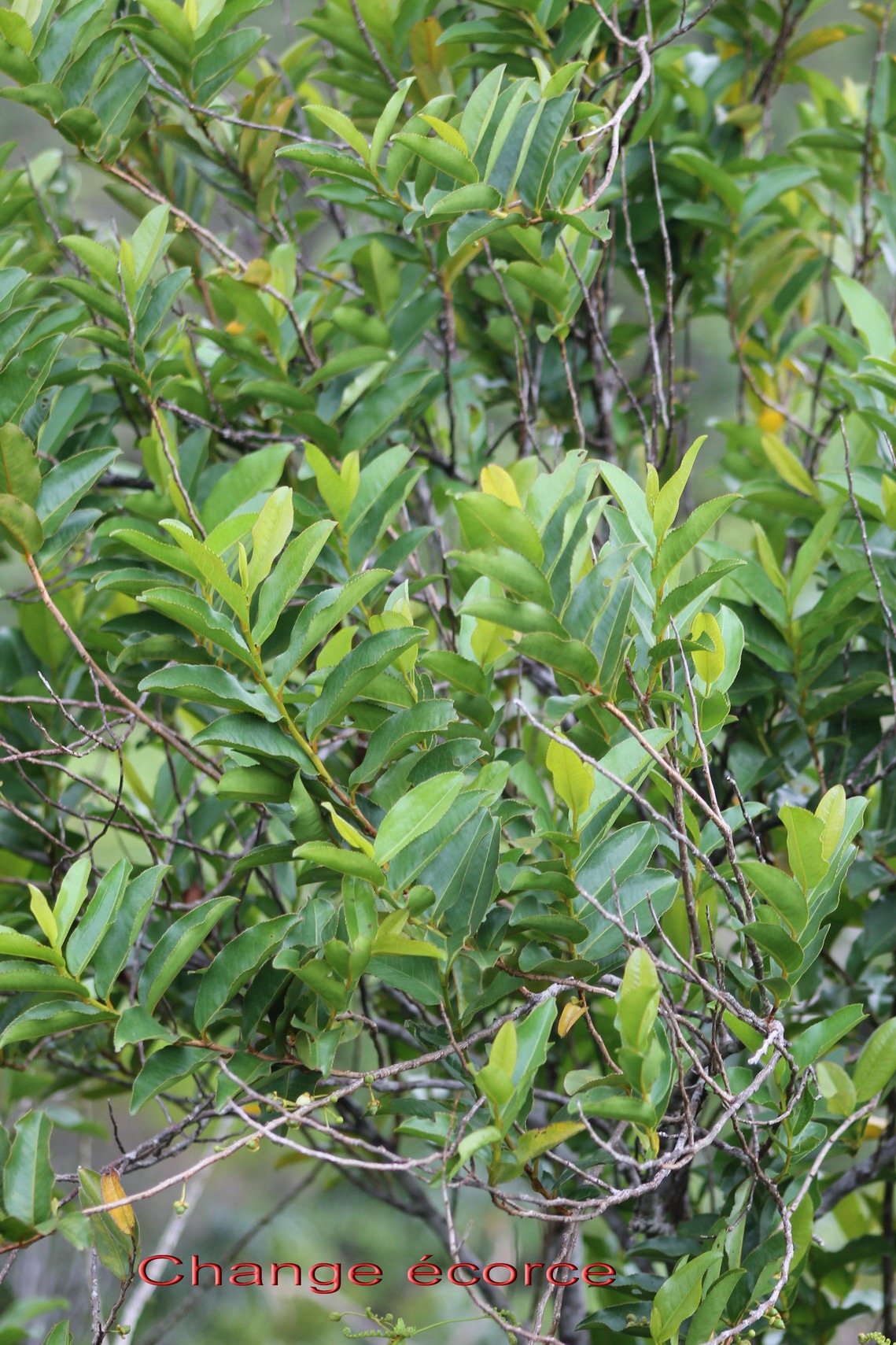 Change ecorce - Aphloia theiformis - Aphloiacee - I.jpg