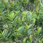 Change ecorce - Aphloia theiformis - Aphloiacee - I.jpg