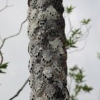 Cicatrices foliaires d'un Fanjan femelle.jpg