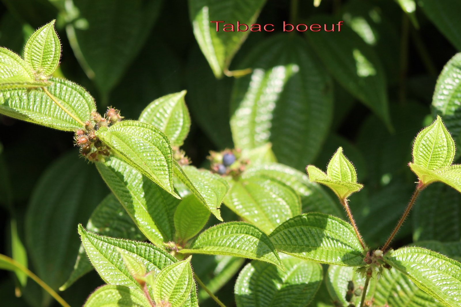 Clidemia hirta - Melastomatacee - exo.jpg