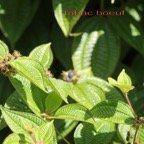 Clidemia hirta - Melastomatacee - exo.jpg