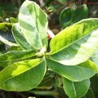 Corce blanc ou Bois de bassin - Homalium paniculatum- Salicacee - Masc.jpg