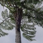 Cyathea excelsa Fanjan femelle DSC00028.jpg