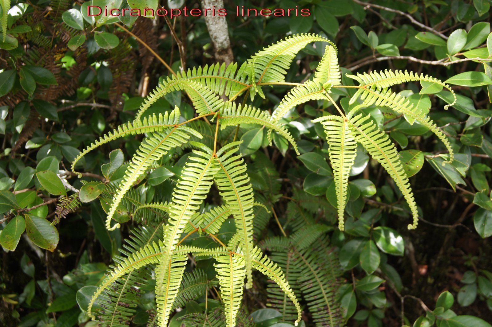 Dicranopteria linearis- Gleicheniacee - I.jpg