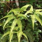 Dicranopteria linearis- Gleicheniacee - I.jpg