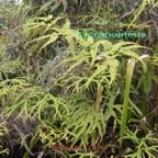 Dicranopteris et Sticherus.jpg