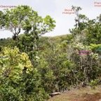 Diversite vegetale a Eden.jpg