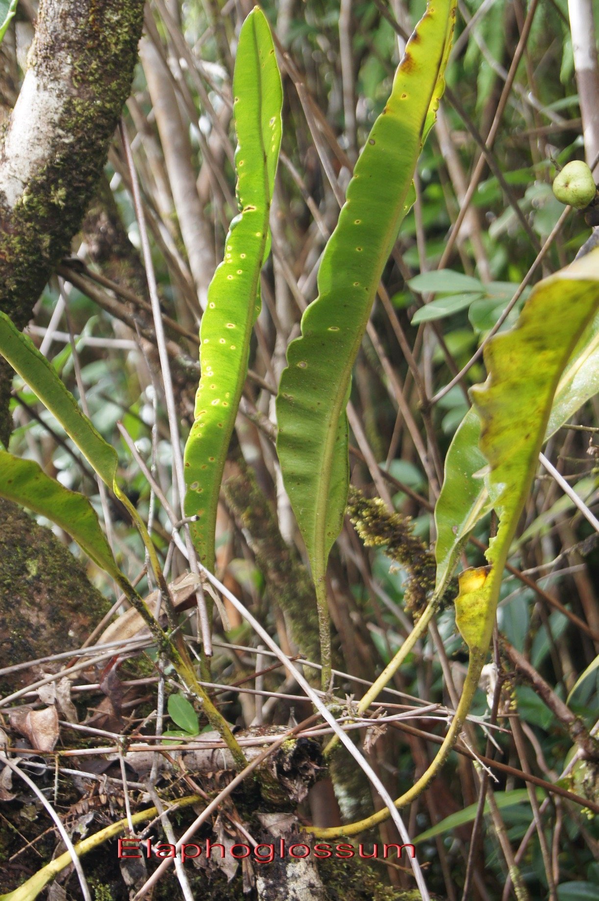 Elaphoglossum sp - Dryopteridacee - I.jpg