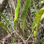 Elaphoglossum sp - Dryopteridacee - I.jpg