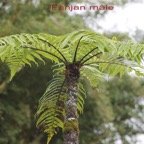 Fanjan male - Cyathea borbonica - Cyatheacee - BM.jpg
