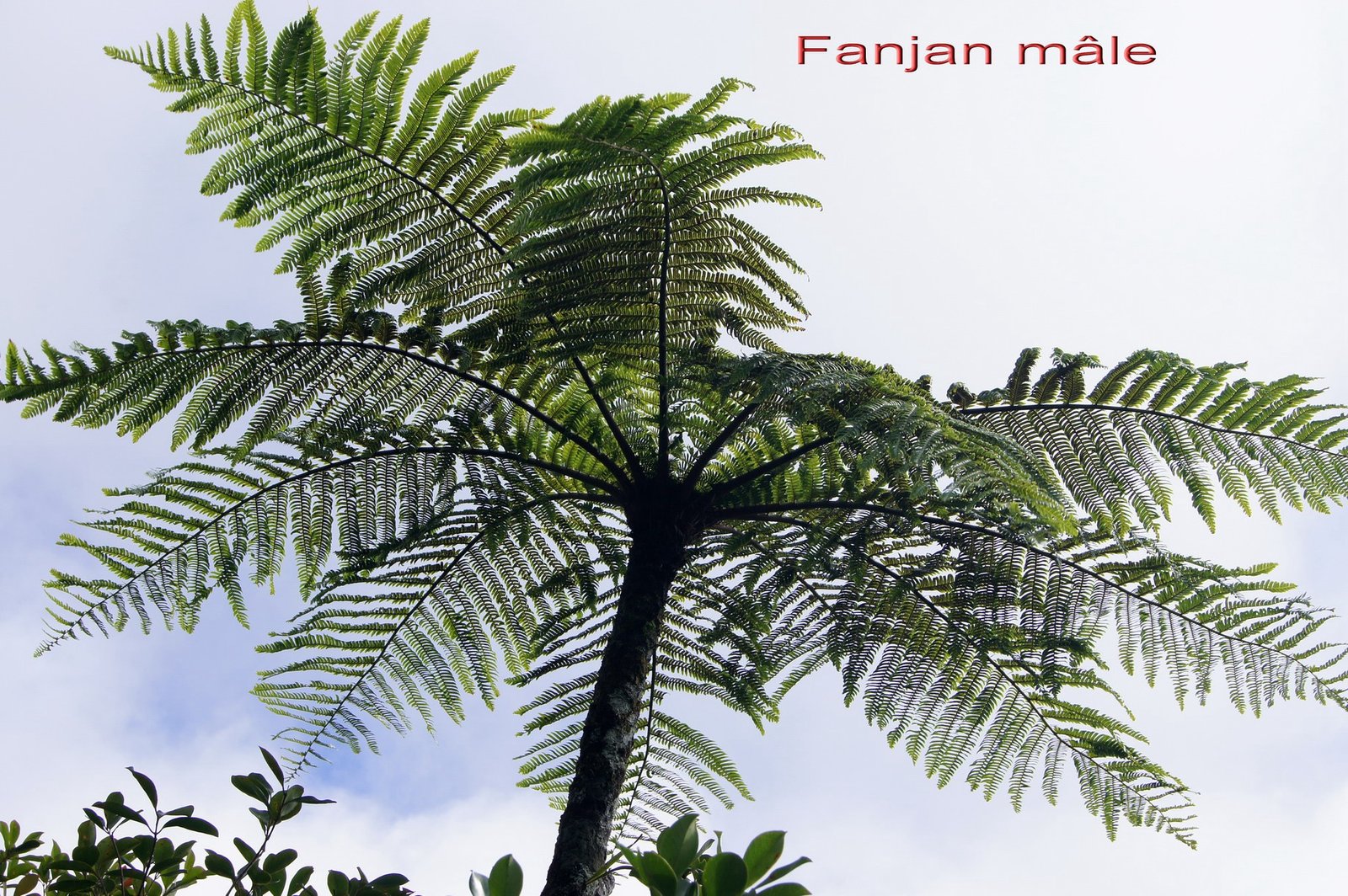 Fanjan male - Cyathea borbonica- Cyatheacee -I.jpg