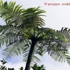 Fanjan male - Cyathea borbonica- Cyatheacee -I.jpg