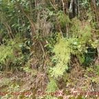 Fougere la mariee - Lycopodiella cernua.jpg