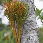 Fougere- Psilotum nudum - psilotacee - I.jpg