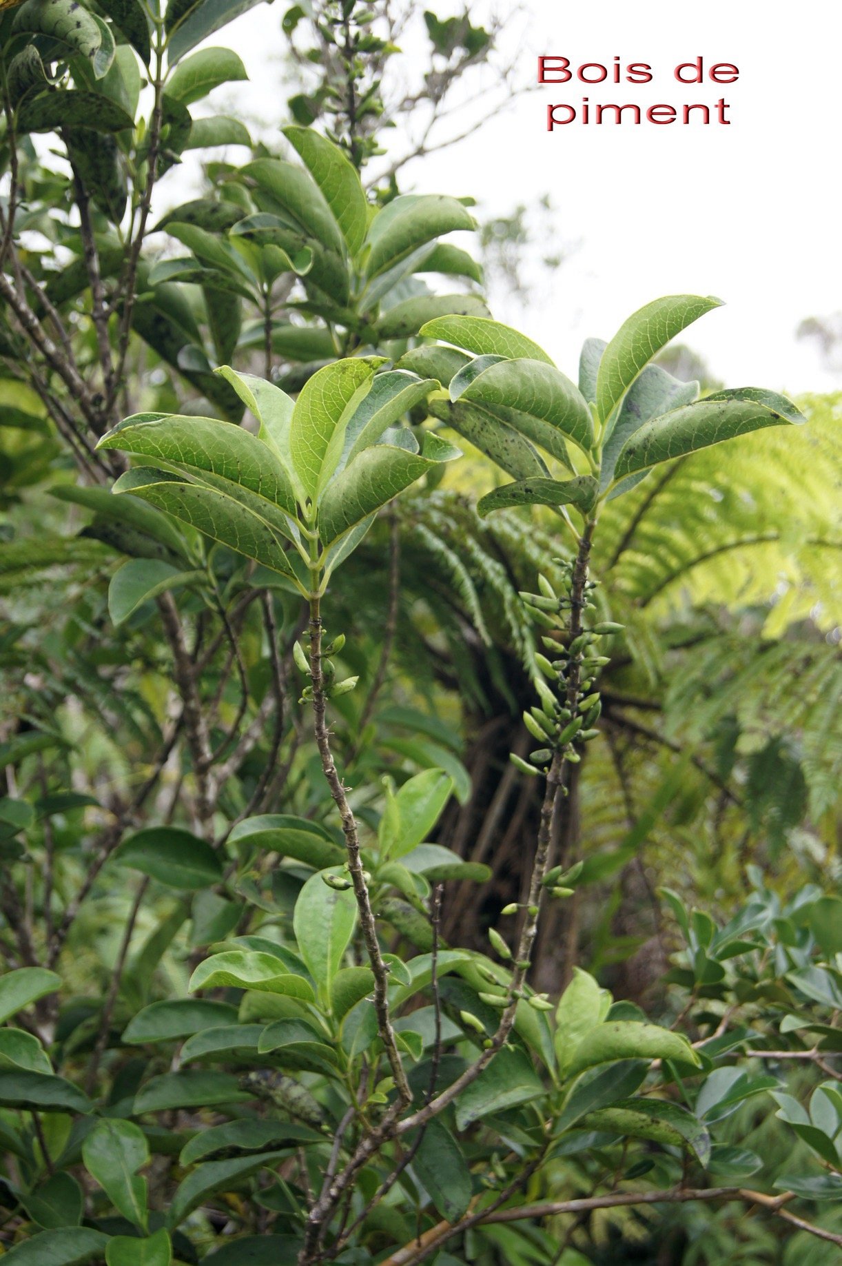 Geniostoma borbonicum - Loganiacee - Masc.jpg