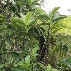 Geniostoma borbonicum - Loganiacee - Masc.jpg