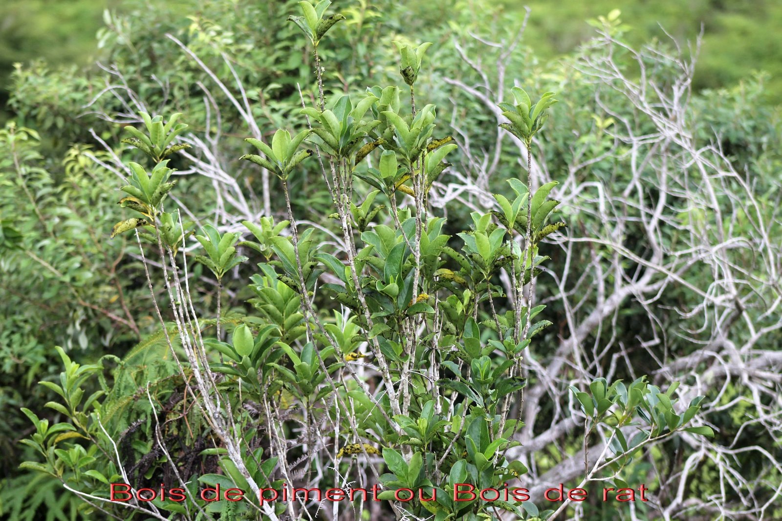 Geniostoma borbonicum.jpg