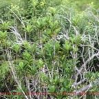 Geniostoma borbonicum.jpg