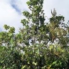 Homalium paniculatum.jpg