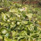 Liane croc de chien - Smilax anceps - Smilacacee - I.jpg