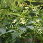 Lingue cafe - Musseanda arcuata - Rubiacee - I.jpg