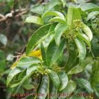 Lingue noir - Danais fragrans - Rubiacee - I.jpg